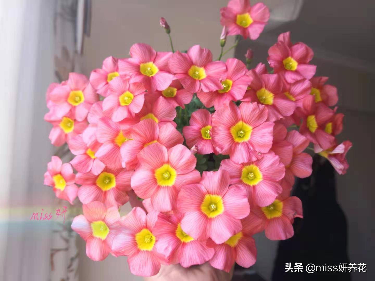 酢浆草种球品种图鉴大全,酢浆草种球品种图鉴