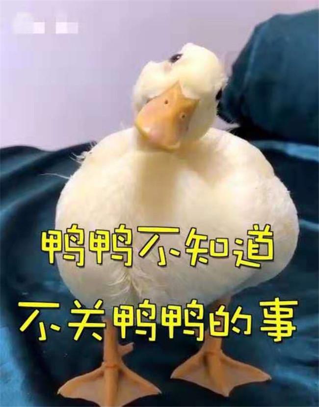 格格：小鸭宝宝冲上来猛亲，得个新绰号“电动鸭刷帮主人剔牙