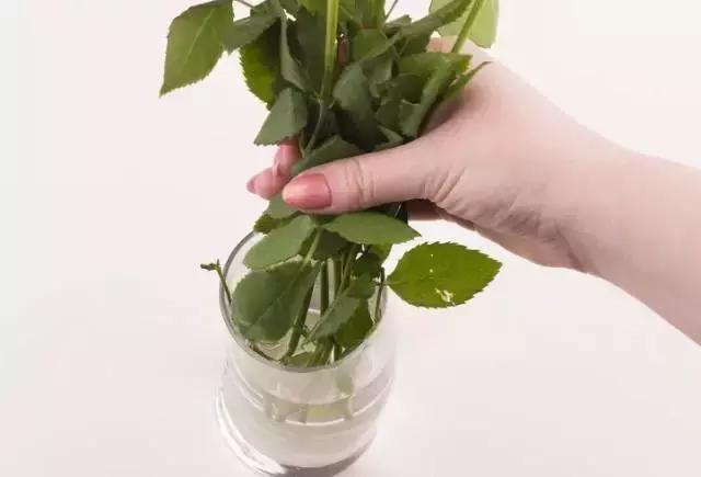 过期的药片丢花盆里花长疯了,家里过期的小药片还可以养植物