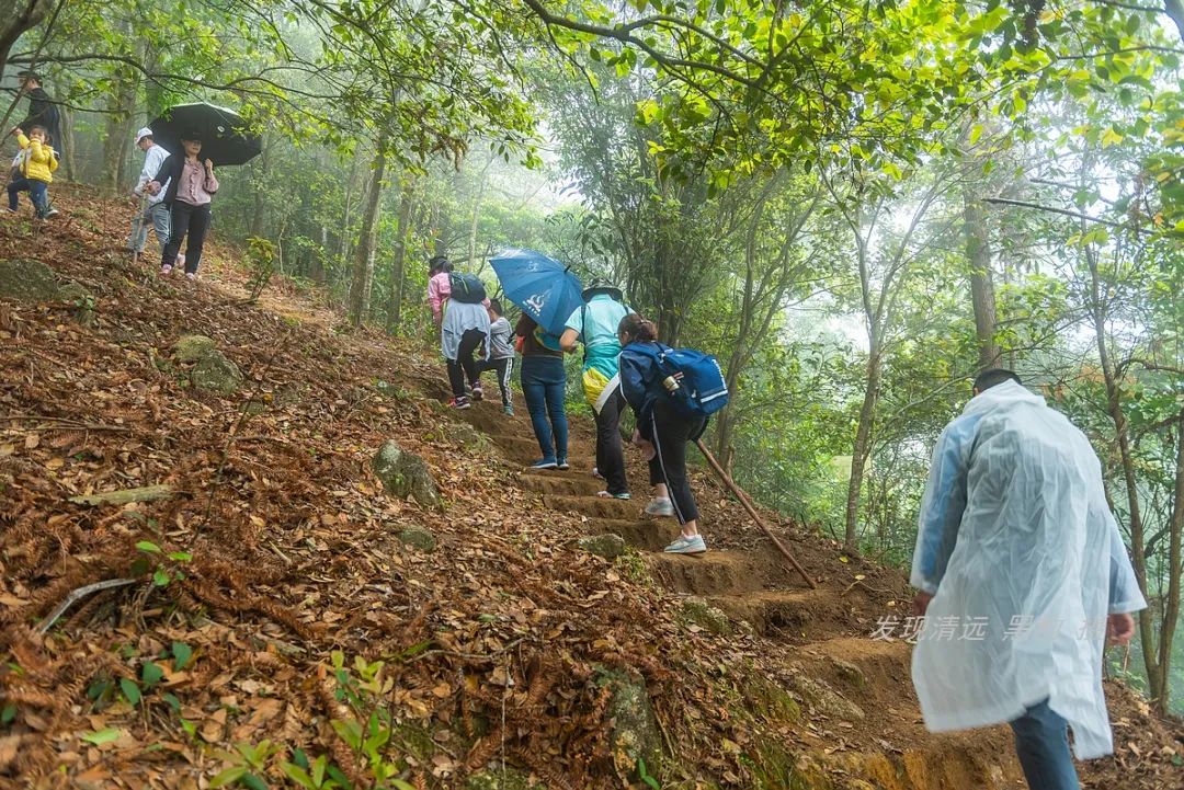 在天露山杜鹃花海丛中劲跳广场舞，这帮广东大妈又火了