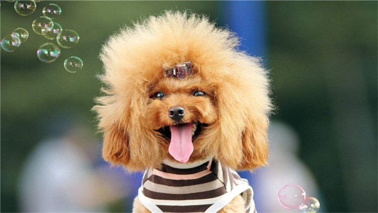 了解这几个知识，你会跟泰迪相处得更愉快