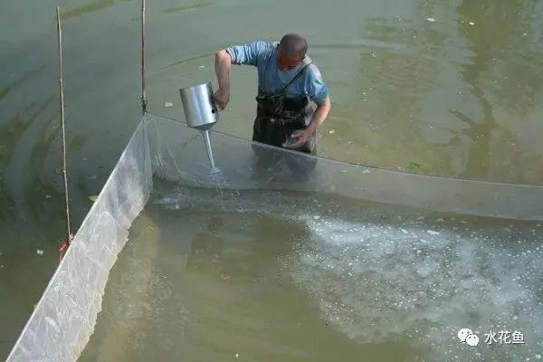 怎样提高鲫鱼水花下塘成活率,水花鱼苗下塘怎么处理