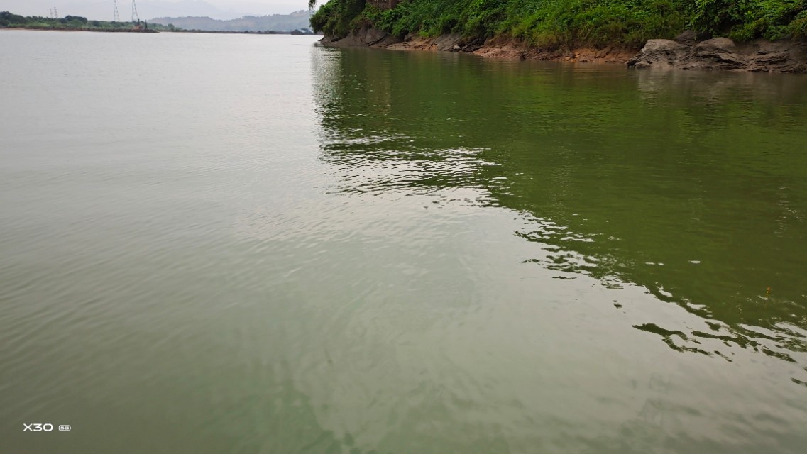 鲮鱼不打窝,钓鲮鱼的技巧和饵料
