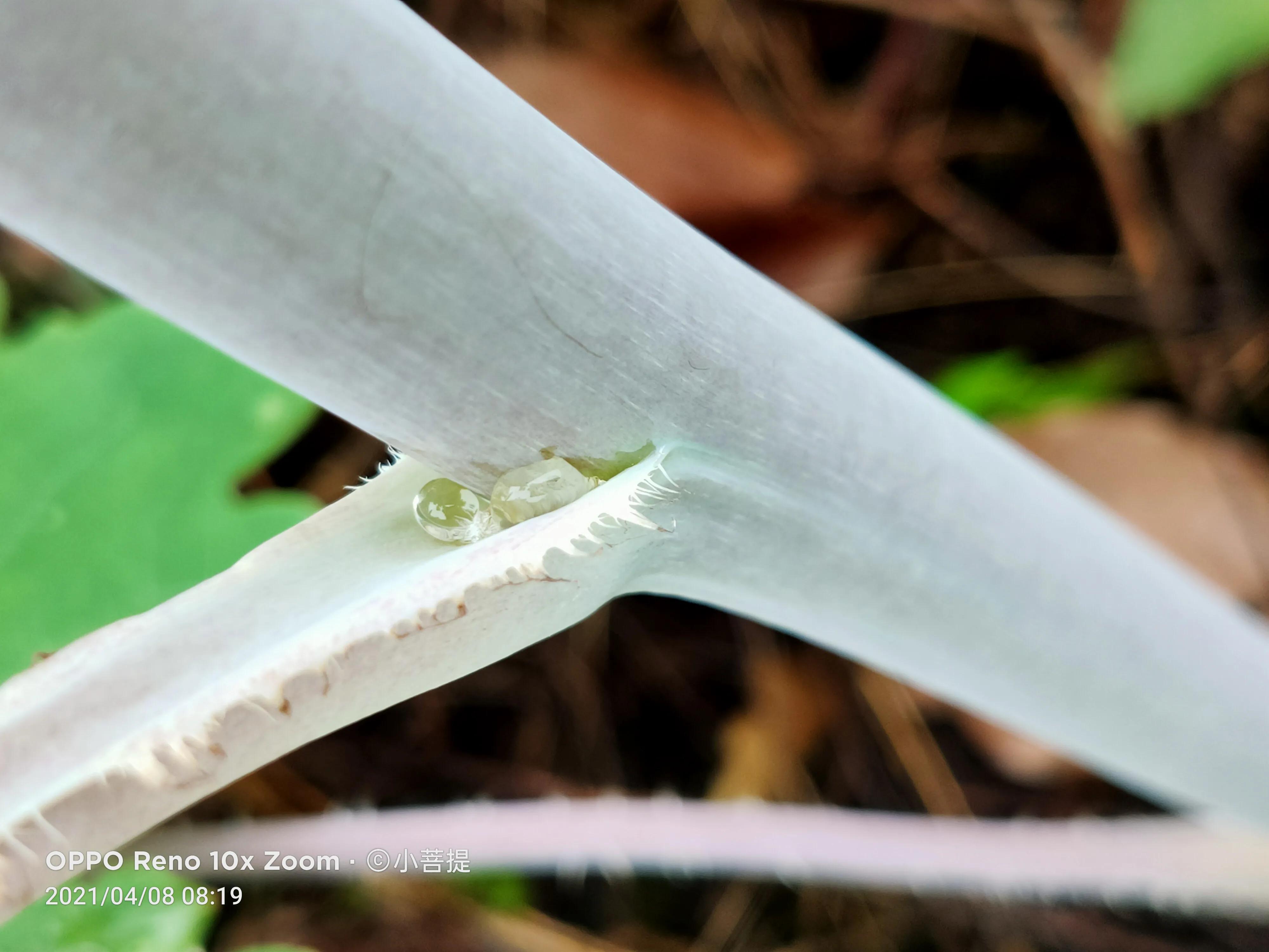 这种在草本里显得特别高大美丽的植物是罂栗的亲戚