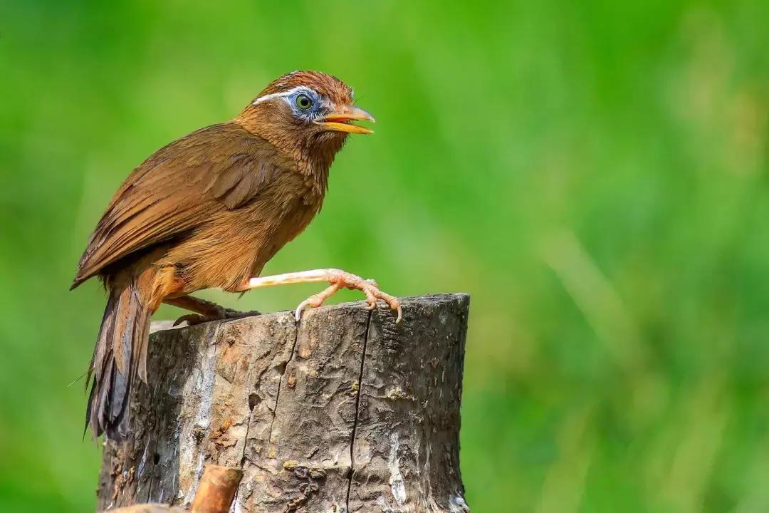 画眉鸟的底子及特点,黄眼带白底子画眉鸟好不好
