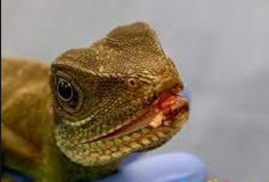 爬宠没有合适的温度会变成什么样,对环境要求不高的爬宠