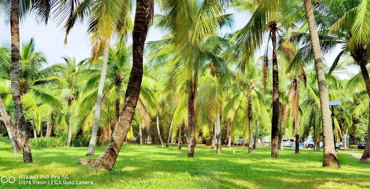 三亚地标性建筑美丽之冠大松树,三亚美丽之冠