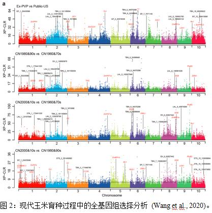 育种遗传图谱,遗传育种的过程图解