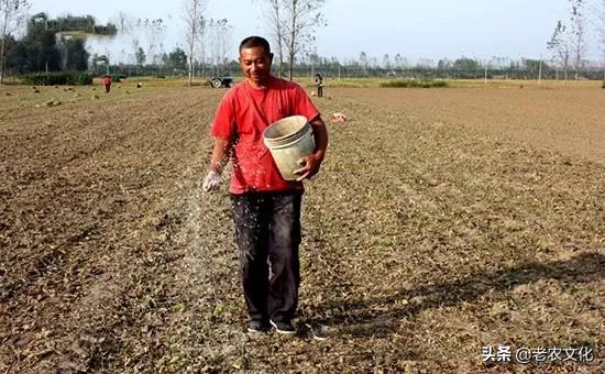 小麦如何判断弱苗壮苗和旺苗,小麦弱苗最佳补救方法