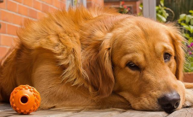 金毛夏天太热了怎么办,夏天金毛热吗