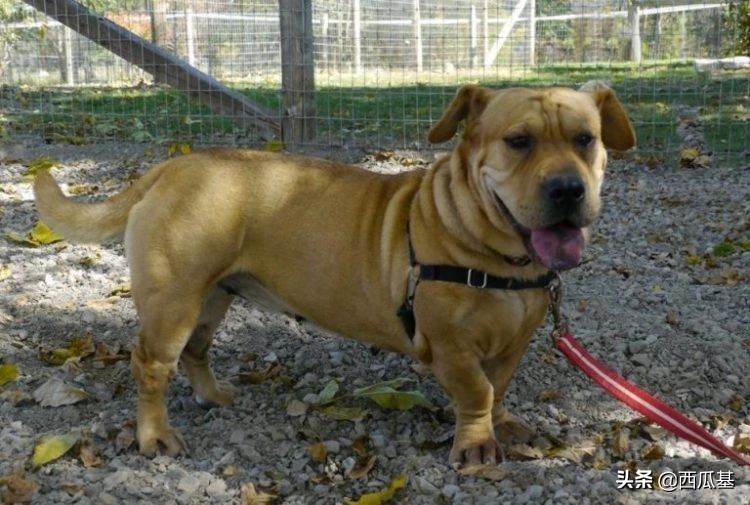 常见的串串狗都是什么品种,不建议养的10种狗串串犬