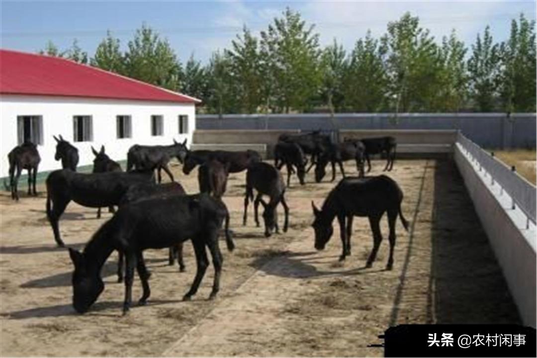 养驴热度越来越高，别盲目涉足，提前做好这些方面才是关键