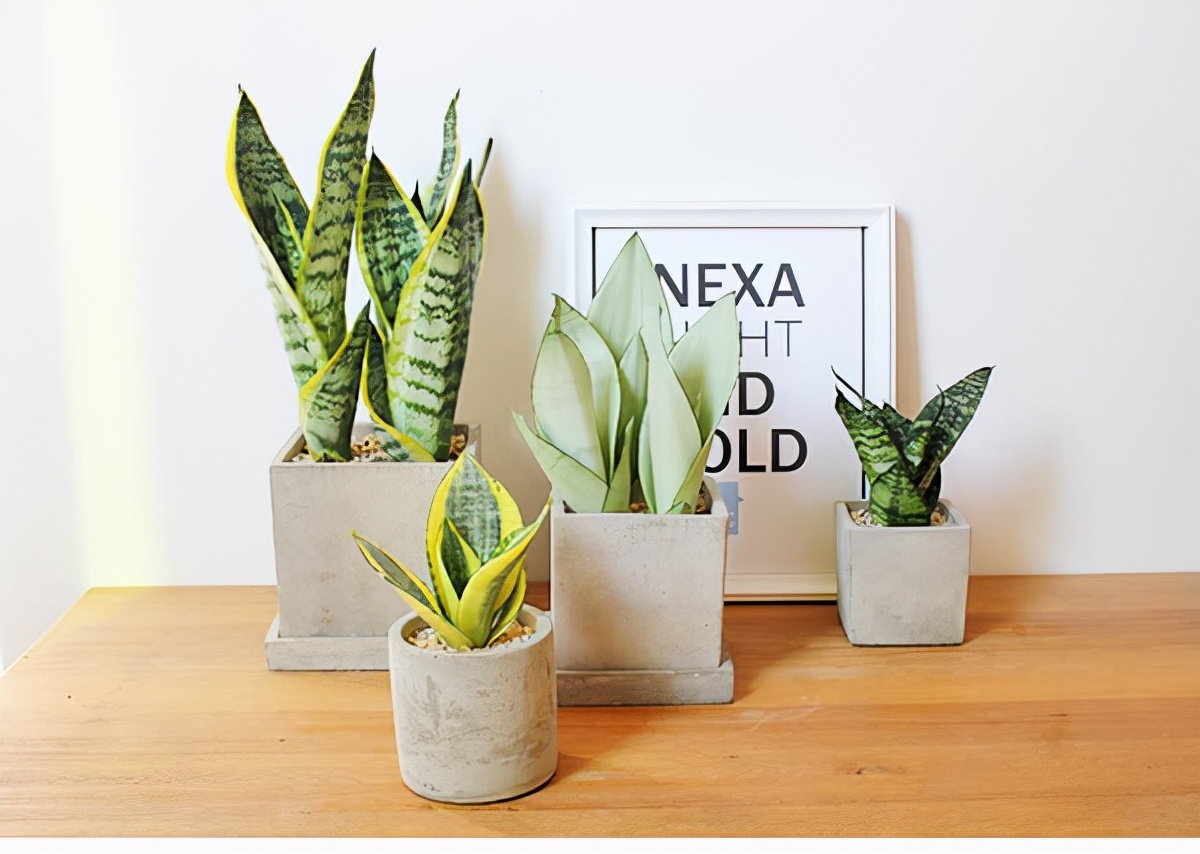 虎皮兰怕冻吗冬天怎么过冬,虎皮兰冬天为啥会死