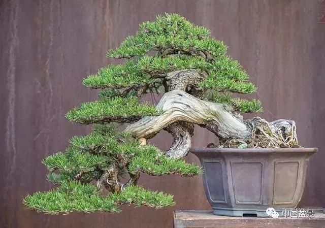 文人飘枝盆景图片欣赏,斜杆式飘枝盆景图片欣赏