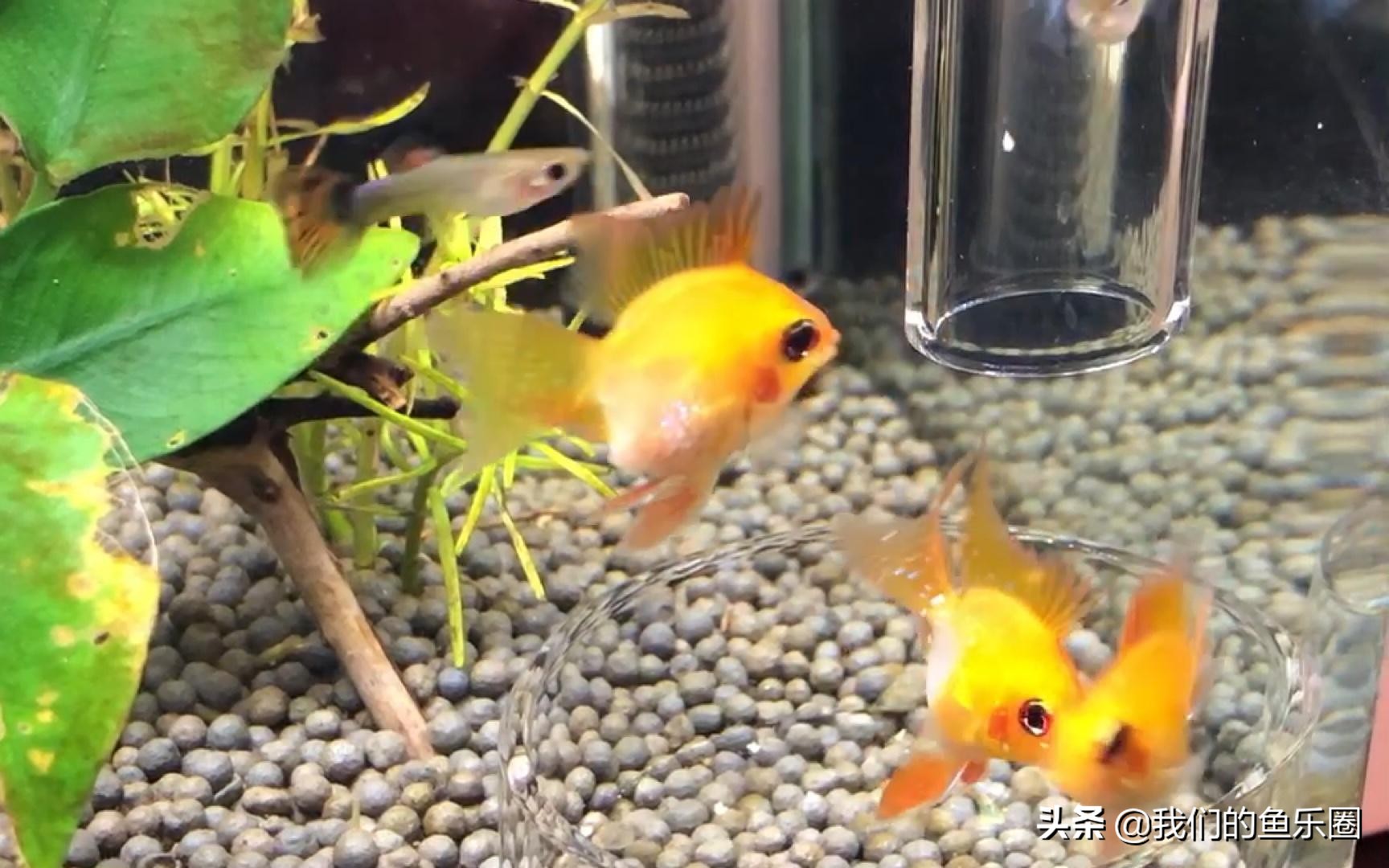 金波子为什么不好养,为什么新手不建议养金波子