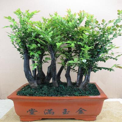 室内花期长又好养的花小叶紫檀,小叶紫檀客厅花草