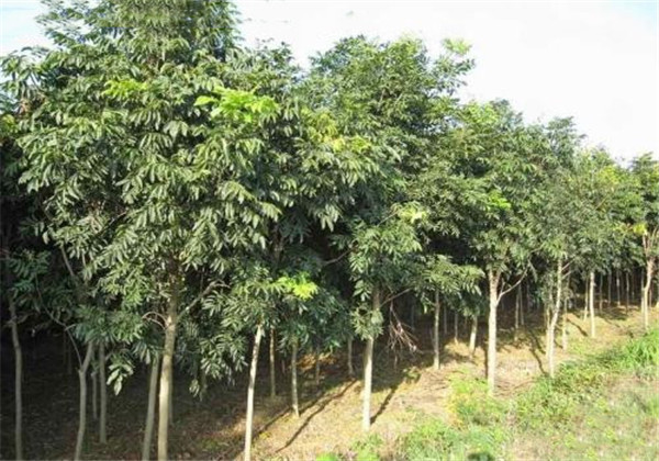 无患子树可以在北方家中种植吗,无患子植物种植