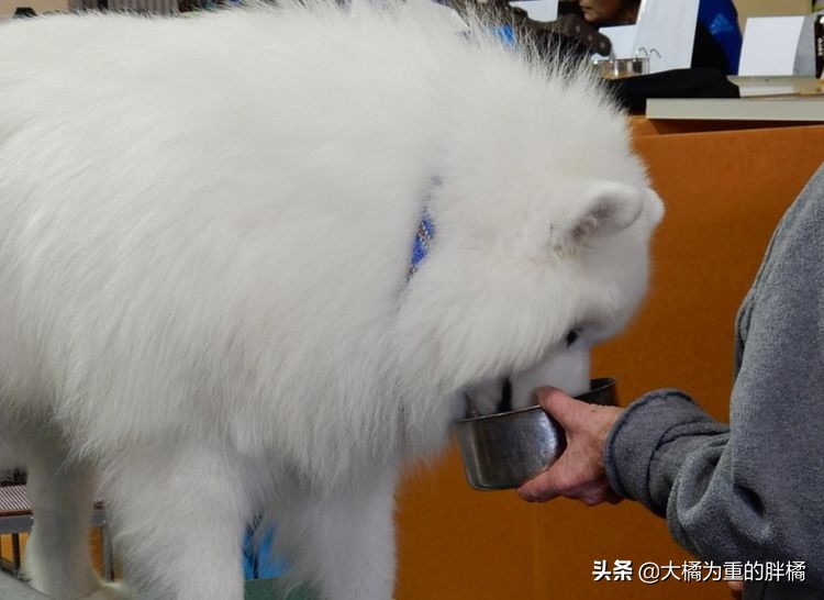 犬界中哪些狗狗性格最温顺,狗界中六种智商比较低的狗狗