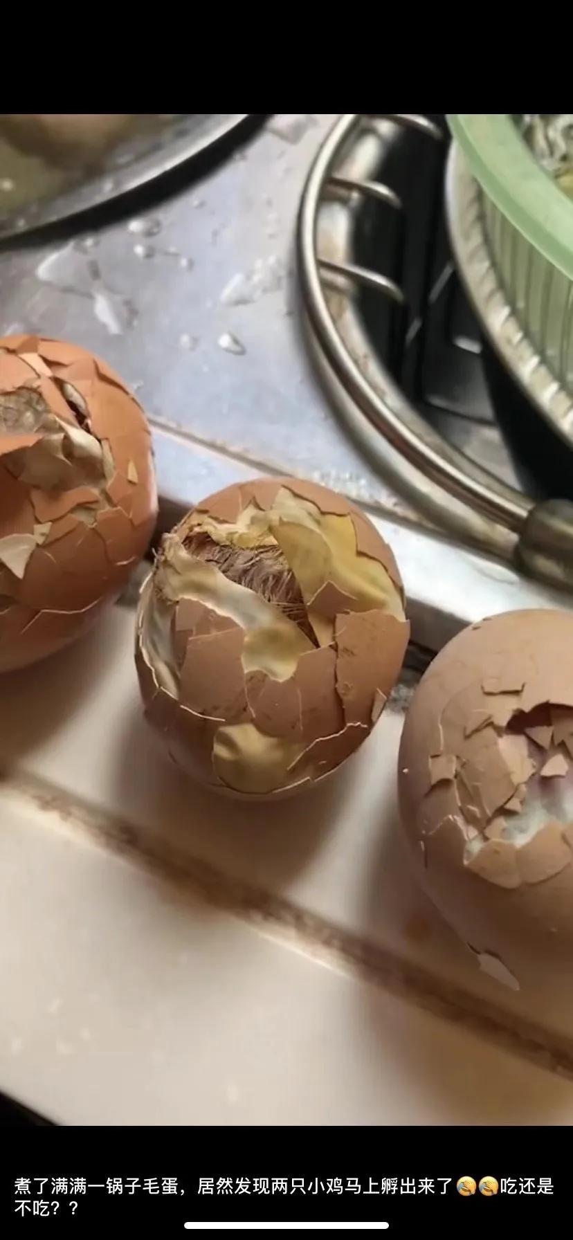 毛蛋出来的小鸡可以养活吗,毛蛋孵化出来的小鸡可以长大吗