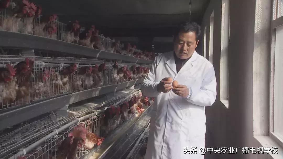 母鸡下软壳蛋吃什么改善,母鸡下软壳蛋怎么补救