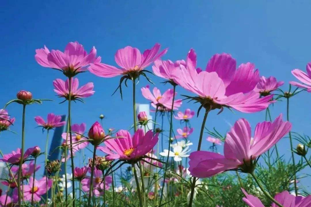 人品很重要也是好运气,人品好总有好运气