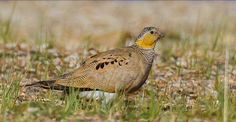 广东常见鸟类图谱图文,广东常见鸟类图谱