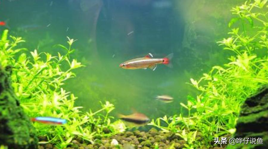 鱼缸长藻类是好事还是坏事,鱼缸长藻怎么处置