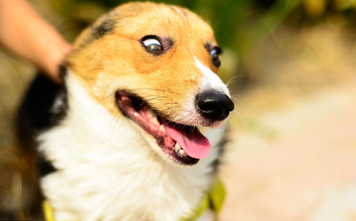 狗狗冲撞古玩摊，撞碎3只瓷器，主人：狗赔给你