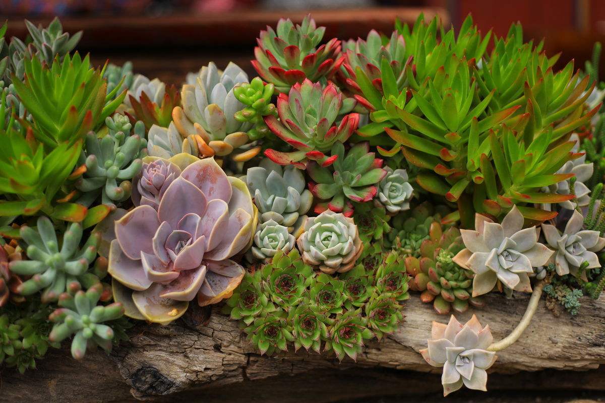 农村小伙养巴哥犬一年赚10万,小伙开宠物乐园年赚1800万