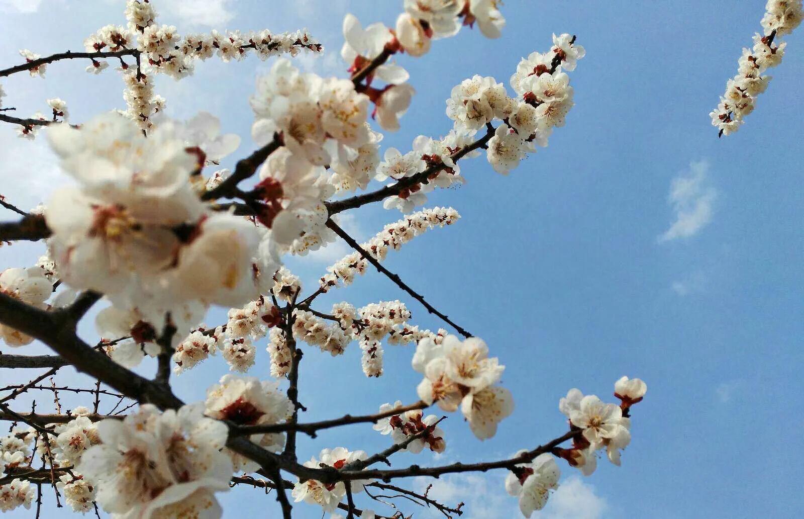 植物百科,植物百科视频