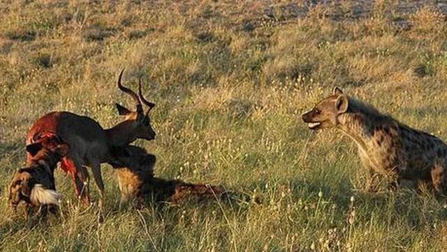 黑人体格远胜黄人白人,为何他们在历史上从未缔造过伟大国度?