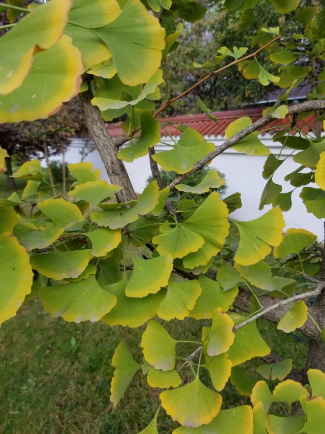 银杏是雌雄同株还是雌雄异株植物,银杏小苗怎么区分公母