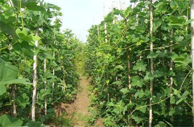 粉葛高产高品质种植选根技术,如何种植粉葛高质高产