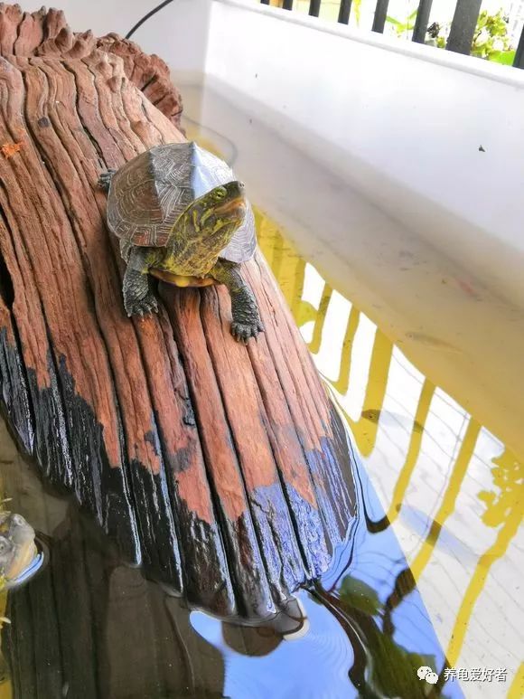 乌龟混养的真实感受,不同品种的乌龟可以混养吗