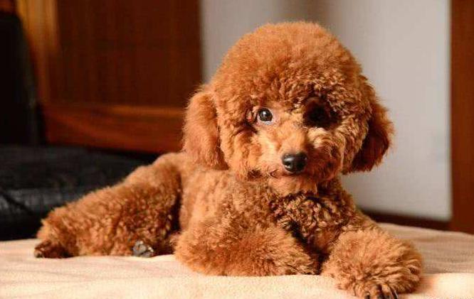 养泰迪犬的人应该知道这几件事情,养泰迪犬一个月正常开销