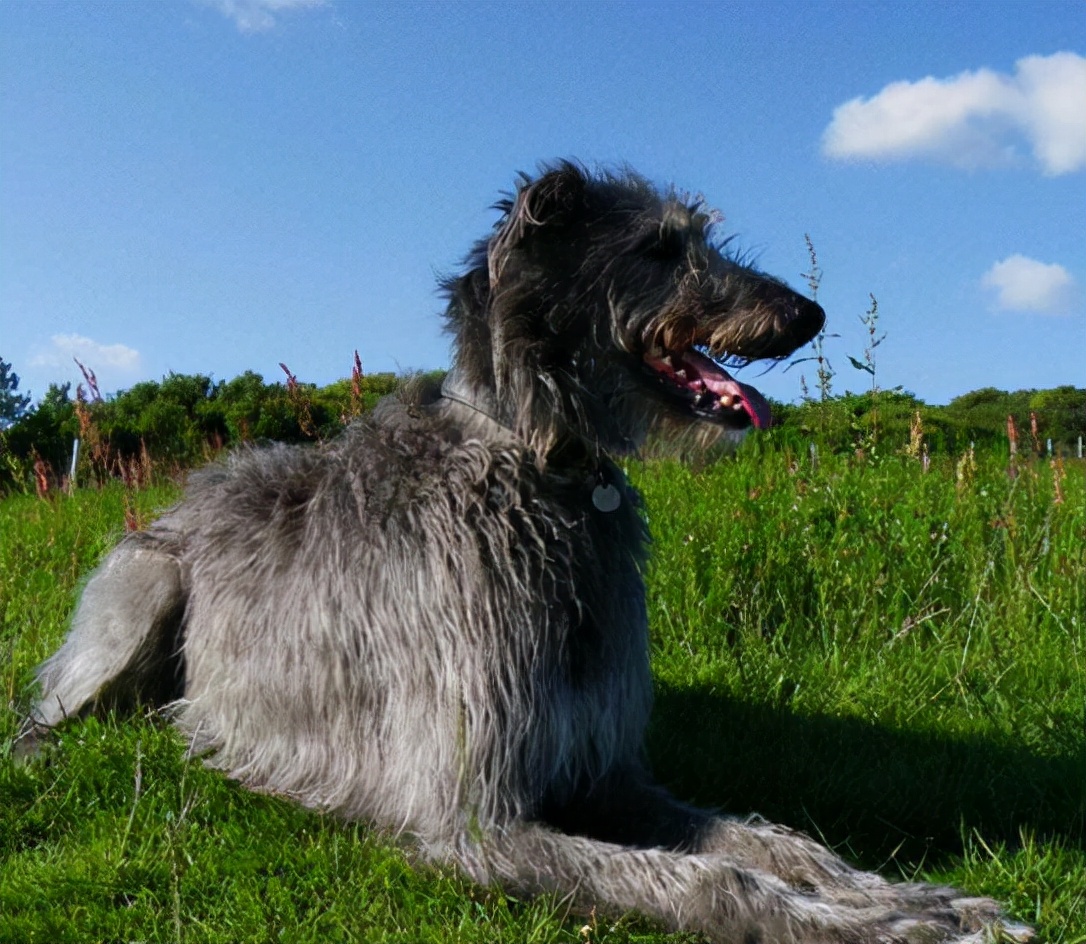 狗狗买什么品种最合适,怎么给狗狗选择宠物狗品种