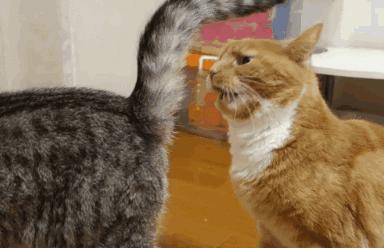 猫咪很臭又不能洗澡的时候怎么办,两个月的猫咪没洗澡太臭了怎么办