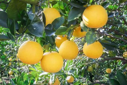 浙江天子：零废弃守护“绿水青山”，小柑橘堆出“金山银山”