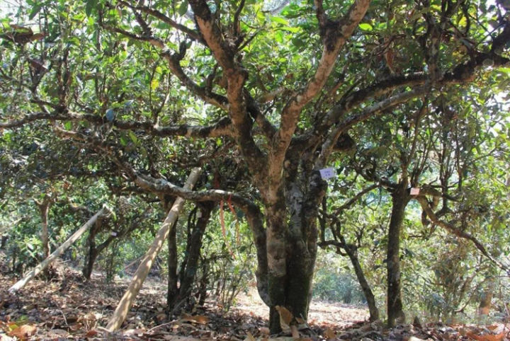 好茶分享南糯山熟普,南糯山的好茶
