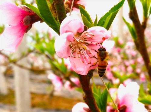 为什么人类是世界上最奇特的生物,细菌的演化过程