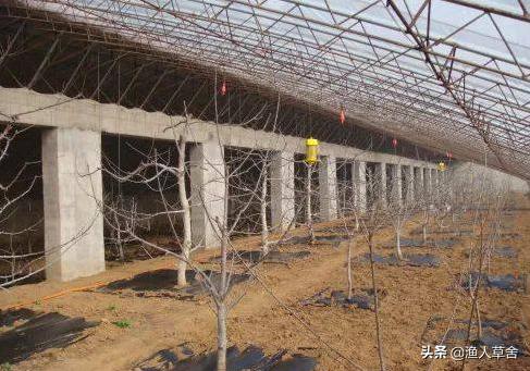 温室大棚种植大樱桃管理技术,温室大棚美早大樱桃树修剪方法