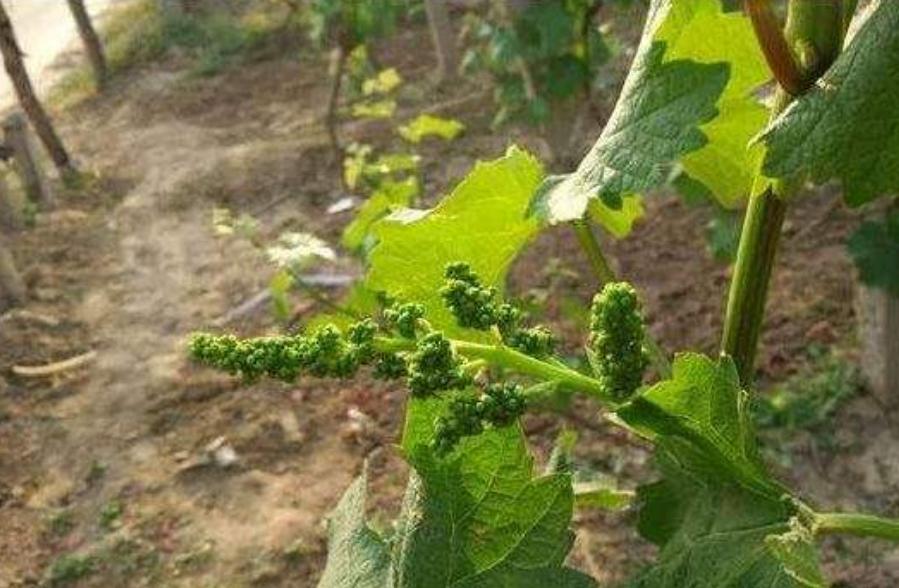 圆叶葡萄落花什么原因,5月上旬葡萄落花是什么原因