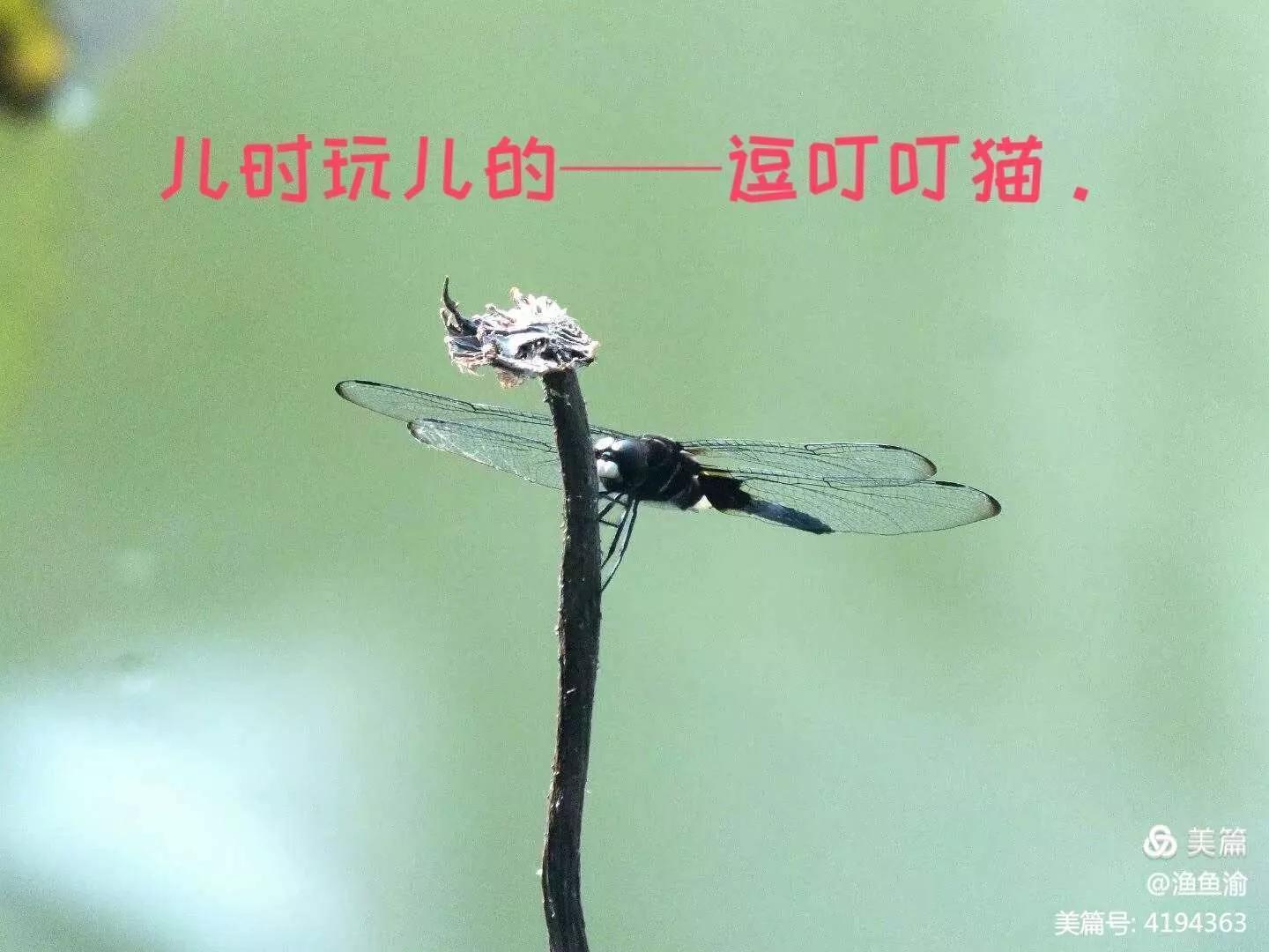 童年的回忆叮叮当,儿时的叮当猫