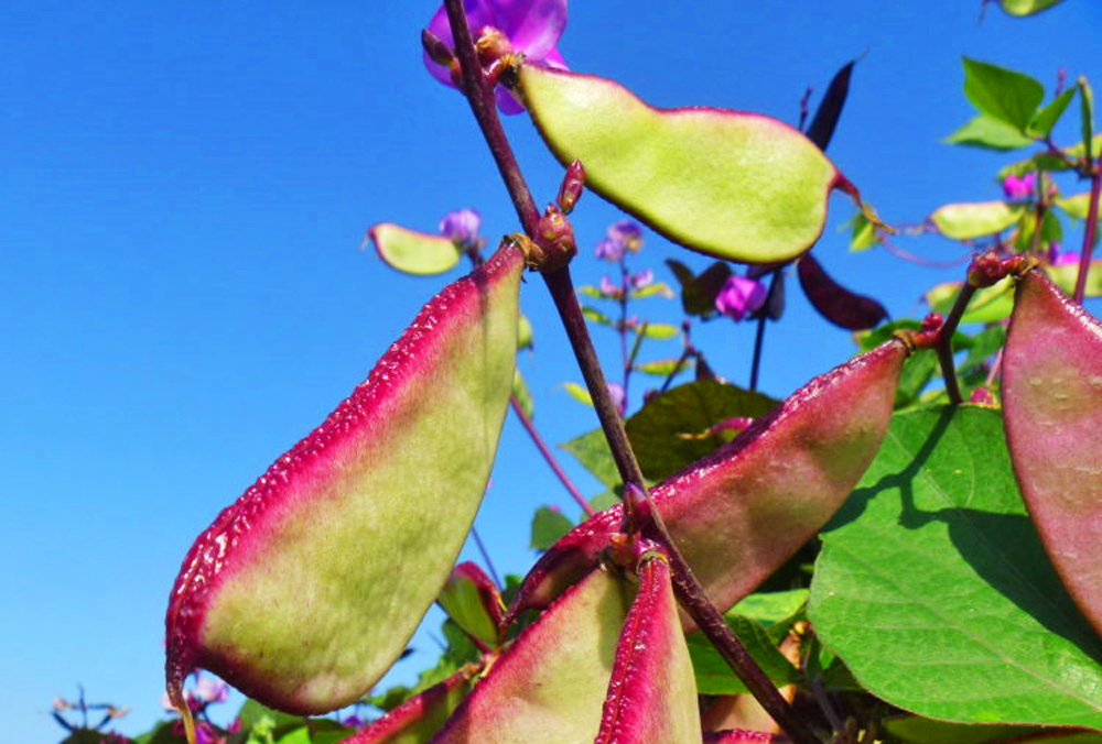 上海浦东新区有几个镇,上海市浦东新区洋泾街道常住人口