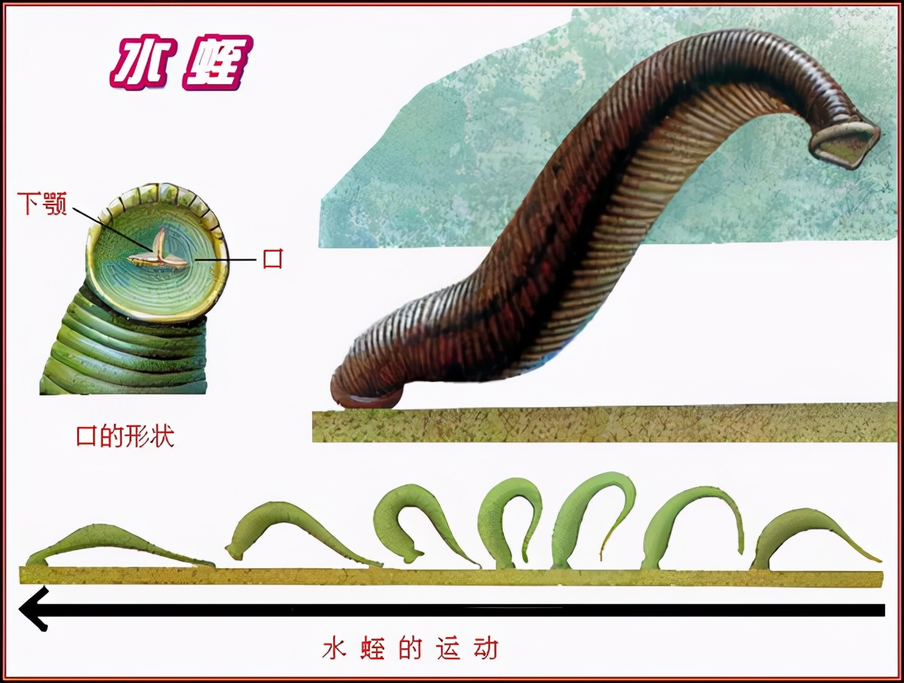 水蛭被人吃进肚子里它能活多久,水蛭被吃到肚子里能活吗