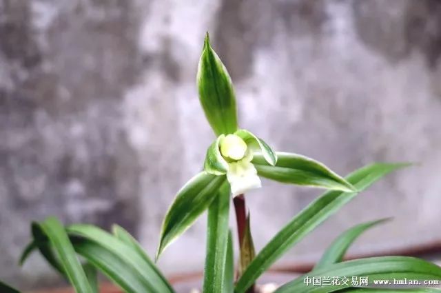 兰根越长越多越好吗,兰根的正确使用方法