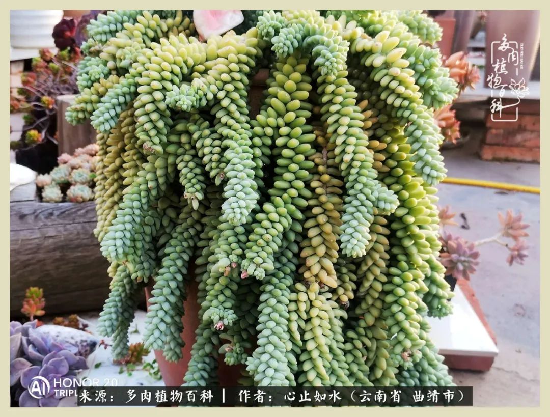 感谢陪伴感恩所有的遇见,让每个人都能感受到多肉的美好