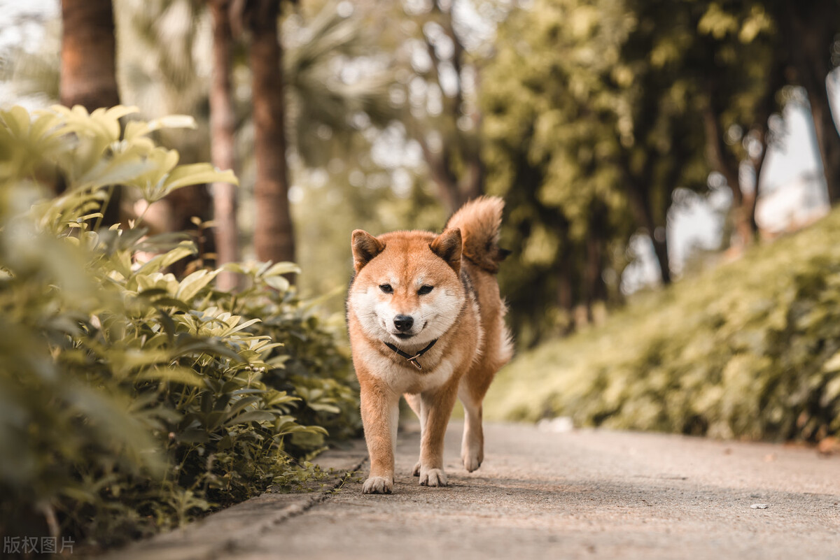 为什么不能养日本柴犬呢,柴犬有什么优点怎么那么呆萌可爱