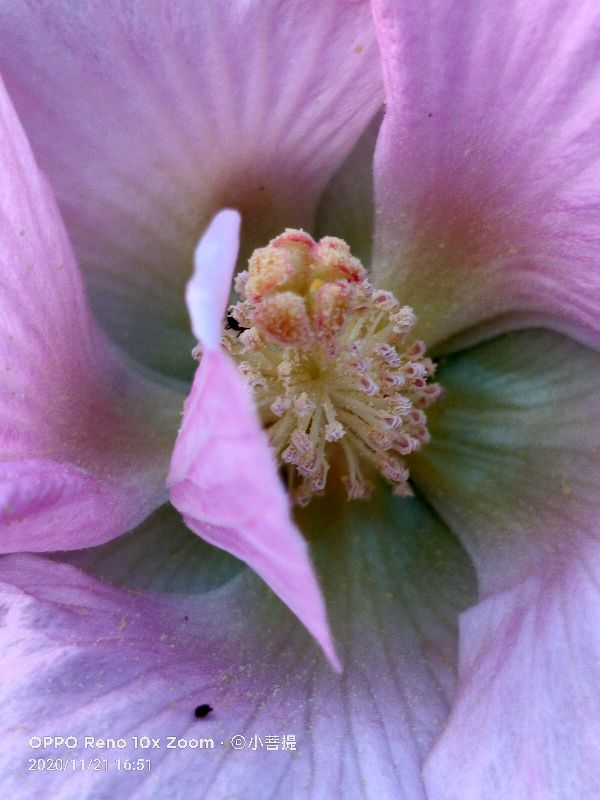 这种花通常用来比作美丽的女子，有人拿来做药，还有人当野菜吃
