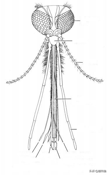 石墨烯能让人在蚊子面前“隐形”？高科技材料功能太强大